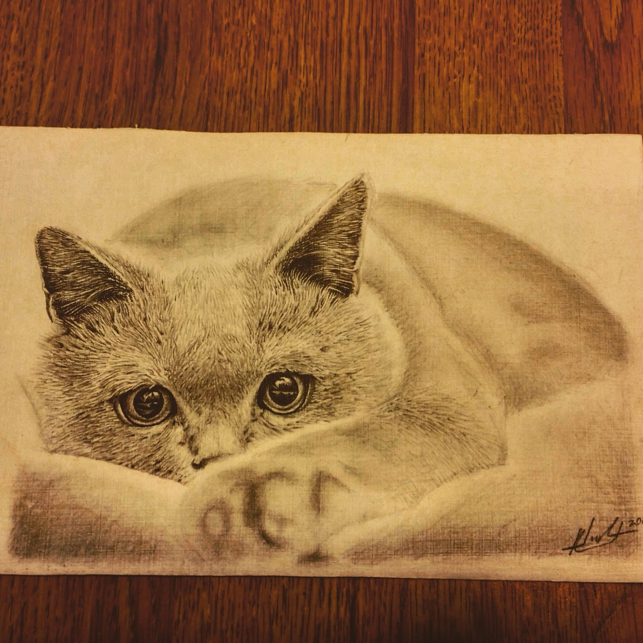 Pencil drawing of a cat
